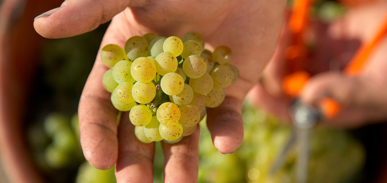 Grapes in hand